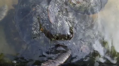 Green turtle in nursery 库存影片 10732099