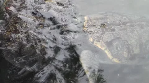 Green turtle in nursery 库存影片 10732464