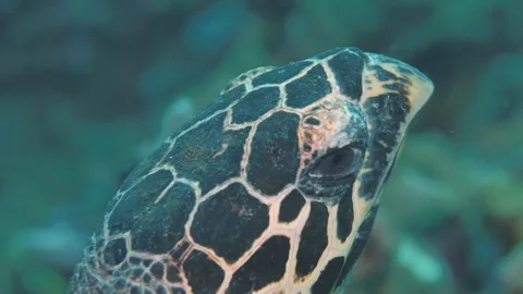 Green turtle observing turquoise seabed in Philippines Stock Footage 246249443