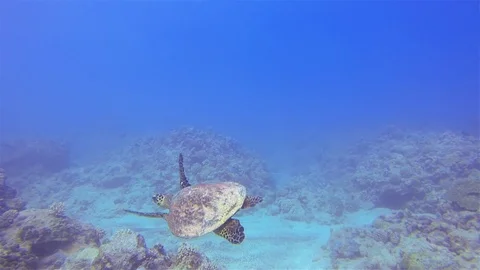 Green Turtle Or Sea Turtle Or Pacific Green Sea Turtle On Colourful Coral Reef Видео 113198262
