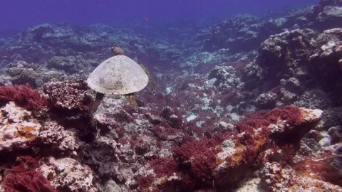 Green Turtle Or Sea Turtle Or Pacific Green Sea Turtle Swimming On Reef Stock Footage 113204450