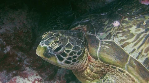 Green Turtle Or Sea Turtle Or Pacific Green Sea Turtle Face Close Up In Coral Stock Footage 113487451