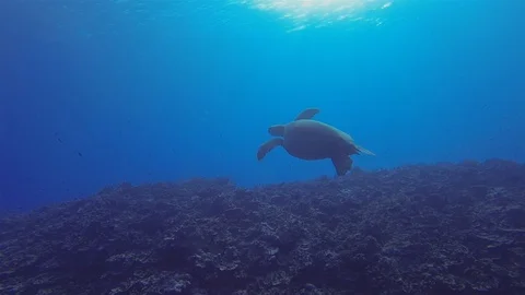 Green Turtle Or Sea Turtle Or Pacific Green Sea Turtle Swimming On Reef Stock Footage 113490632