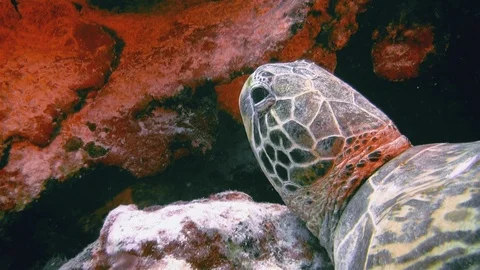 Green Turtle Or Sea Turtle Or Pacific Green Sea Turtle Head Close Up In Coral Stock Footage 113491650