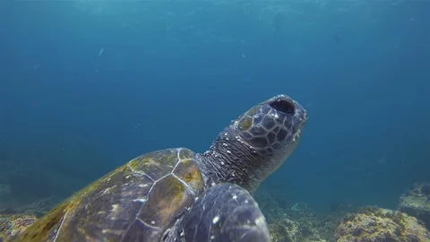 Green Turtle Or Sea Turtle Close Up With Snorkelers Snorkelling Blue Sea Reef Stock Footage 113904077