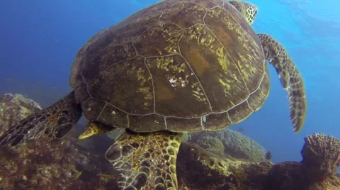 Green turtle in the pacific ocean Stock Footage 50798869