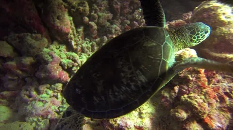 Green turtle in the pacific ocean trough a hole inthe rock. Stock Footage 50798716