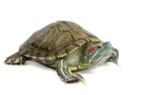 Green turtle Stock Photos