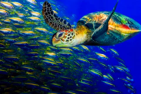 Green turtle Stock Photos