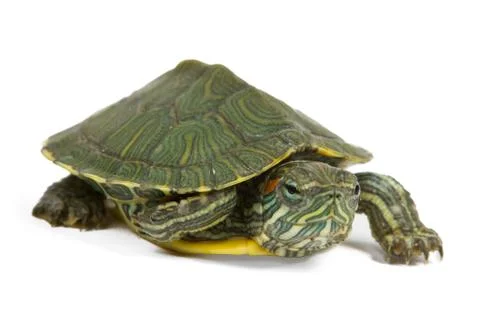 Green turtle Stock Photos