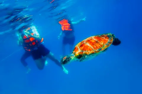 Green Turtle Stock Photos