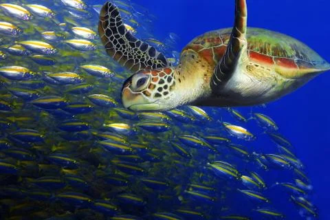 Green turtle Stock Photos