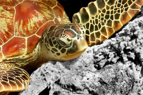 Green turtle Stock Photos