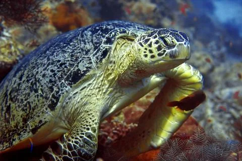 Green turtle Stock Photos