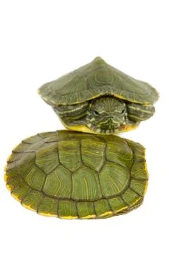 Green turtle Stock Photos