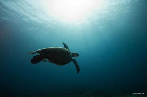 Green turtle Stock Photos