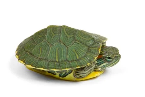 Green turtle Stock Photos