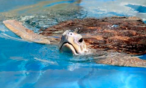 Green Turtle Stock Photos