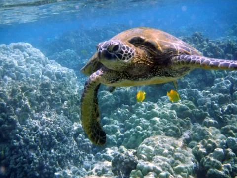 Green turtle Stock Photos