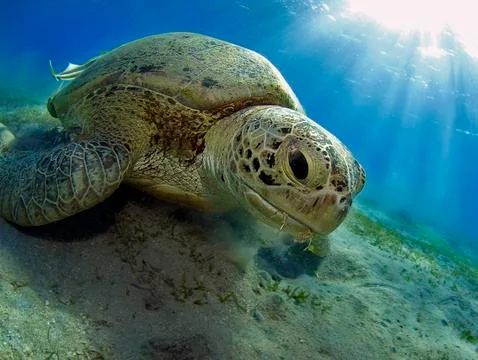 Green turtle Stock Photos