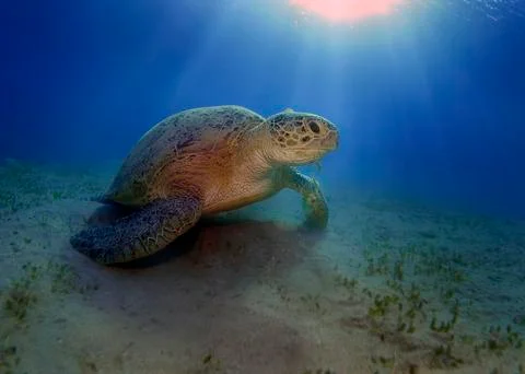 Green turtle Stock Photos