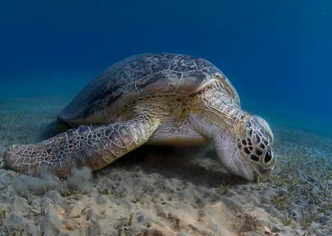 Green turtle Foto stock