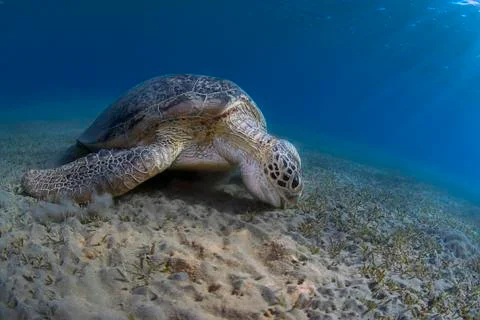 Green turtle Foto stock