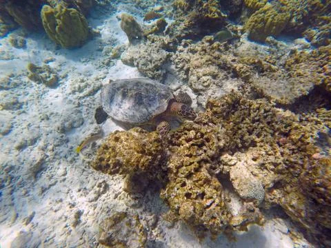 Green turtle Stock Photos