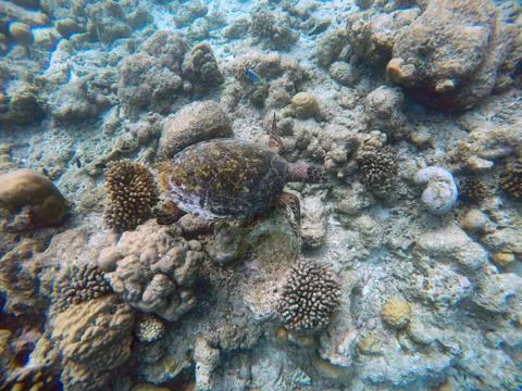 Green turtle Foto stock