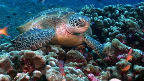 Green turtle on Raja Ampat coral reef Stock Footage 131069110