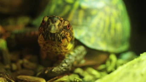 Green turtle with red eyes 3 Video stock 40815026