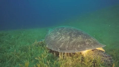  green turtle Red sea bottom grass Egypt Dahab Stock Footage 93907549