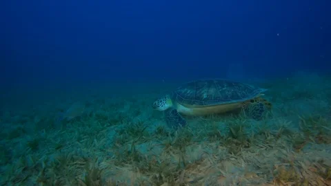 Green turtle Red sea bottom grass Egypt Dahab Stock-Footage 95725117