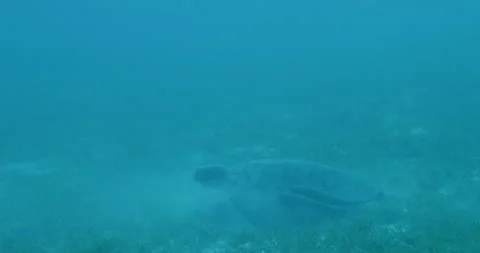 Green Turtle of the Red Sea Stock Footage 138212821