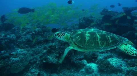 Green turtle reef swim-Apple ProRes 422 (HQ) Stock Footage 14277533