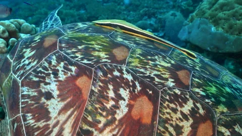 Green turtle with remora on its shell on Raja Ampat coral reef Stock Footage 131069237