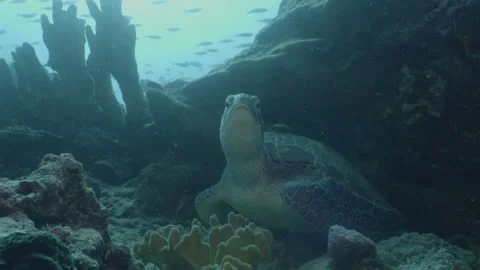 Green turtle resting in Coral reef, Raja Ampat, Indonesia Stock Footage 296653538