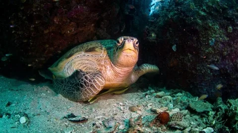 Green turtle resting Video stock 58303636