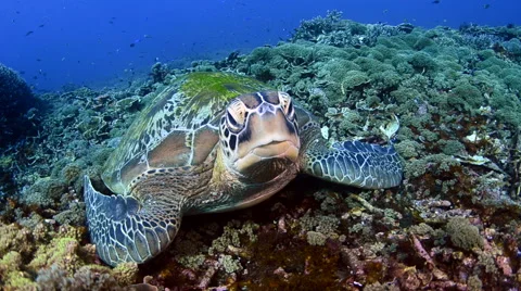 Green Turtle Resting Video stock 64276255