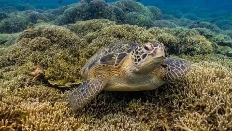 Green turtle resting Stock Photos