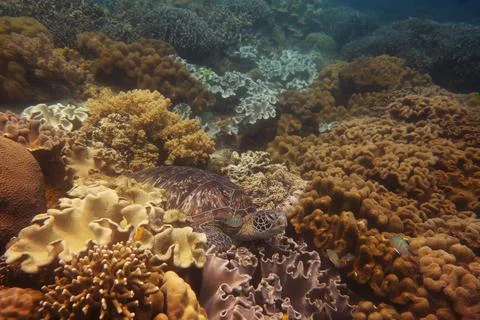 Green turtle resting on the reef Stock Photos