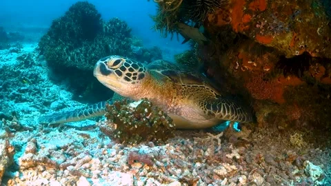 Green turtle resting under coral with fish in the background Video stock 130237735