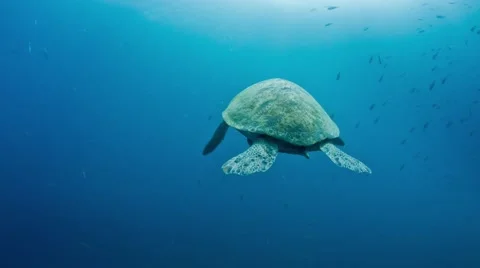 Green turtle returning to surface Stock Footage 58303452