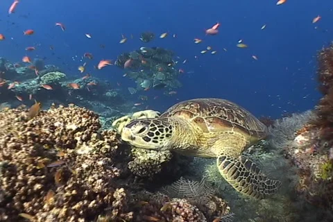 From Green Turtle to Schooling Batfish Stock Footage 1087594