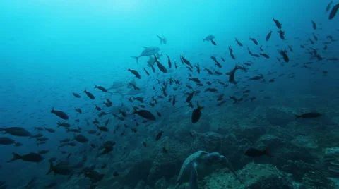 Green turtle with schooling reef fish Video stock 42882638