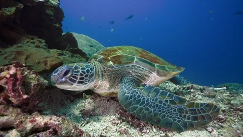Green turtle sea turtle looks at camera Stock-Footage 124408612