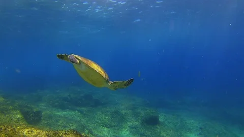 Green Turtle. Sea Turtle Swimming.Calm Colourful Graceful Marine Life &amp; Blue Sea Stock Footage 119123712