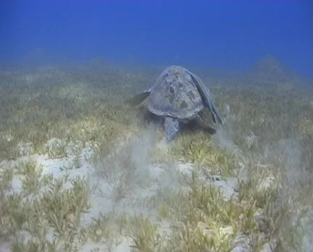 Green Turtle on seagrass Stock Footage 463346