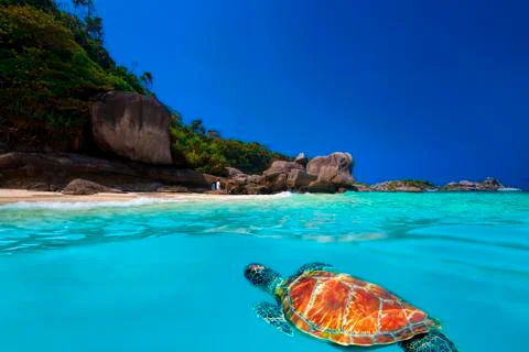 Green Turtle at Similan Islands Stock Photos