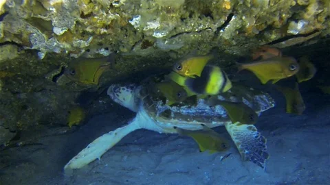 Green Turtle &amp; Striped Catfish Fish School. Sea Turtle Marine Life Underwater Stock Footage 119097238